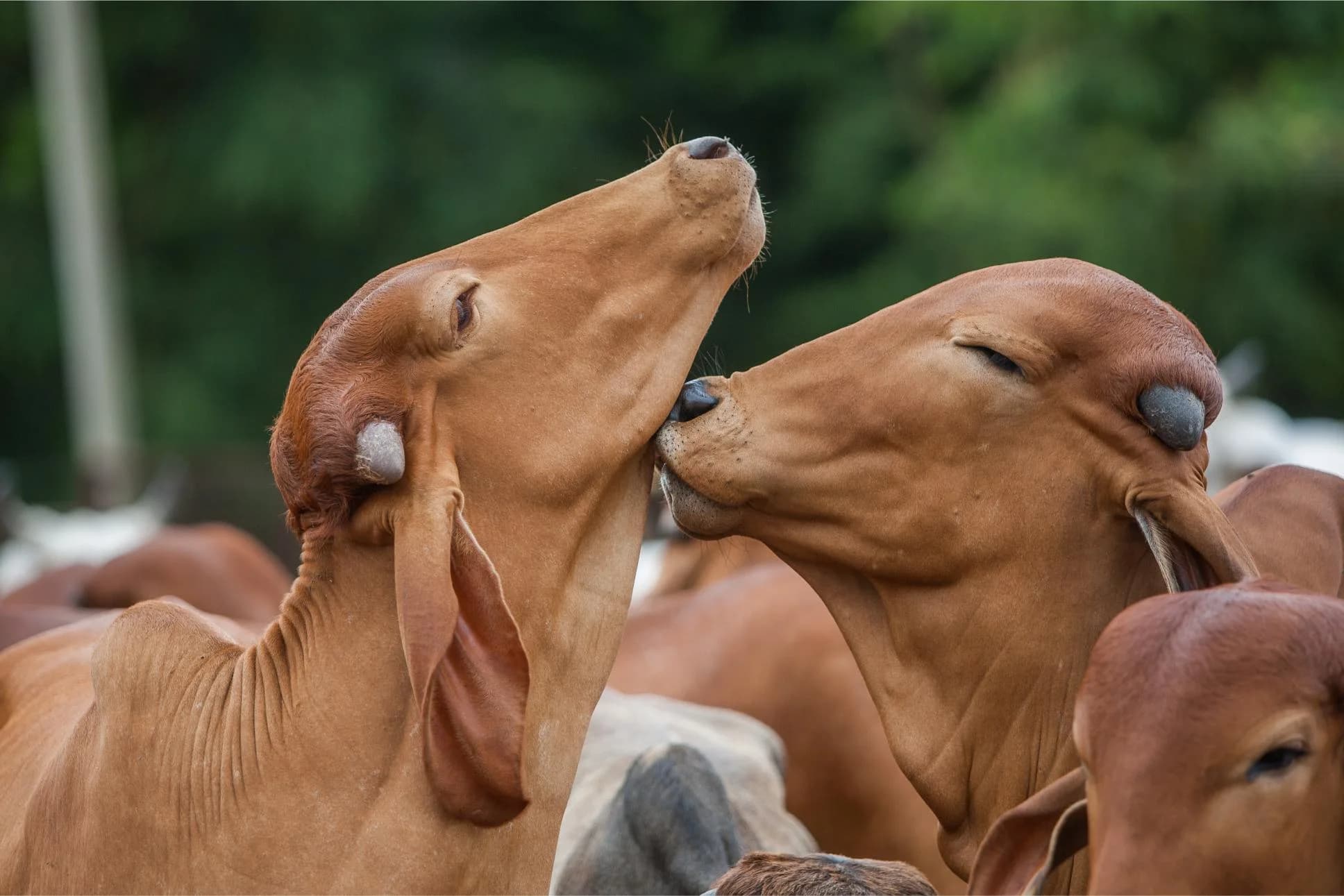 Gaushala