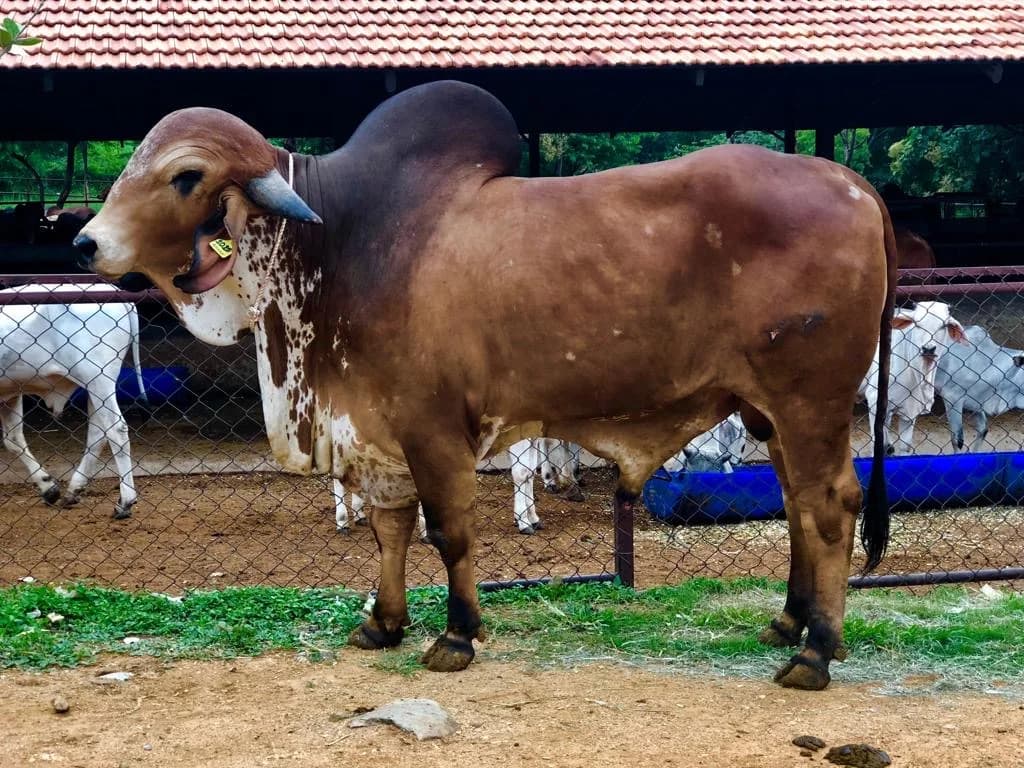 Care for Elderly Cows