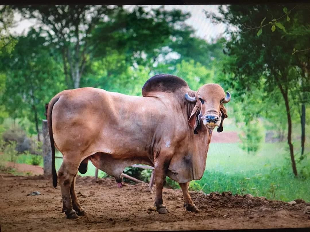 Preserve Indigenous Breeds