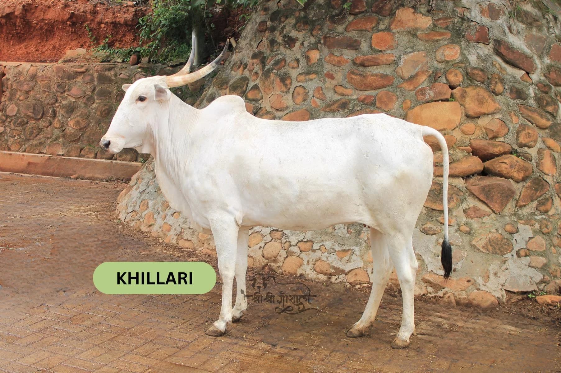 Khillari