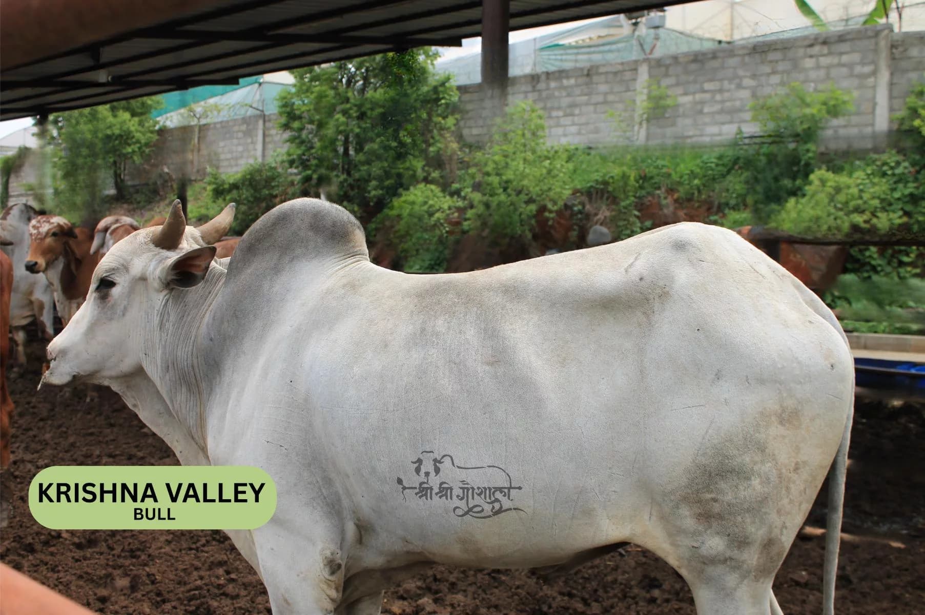 Krishna Valley