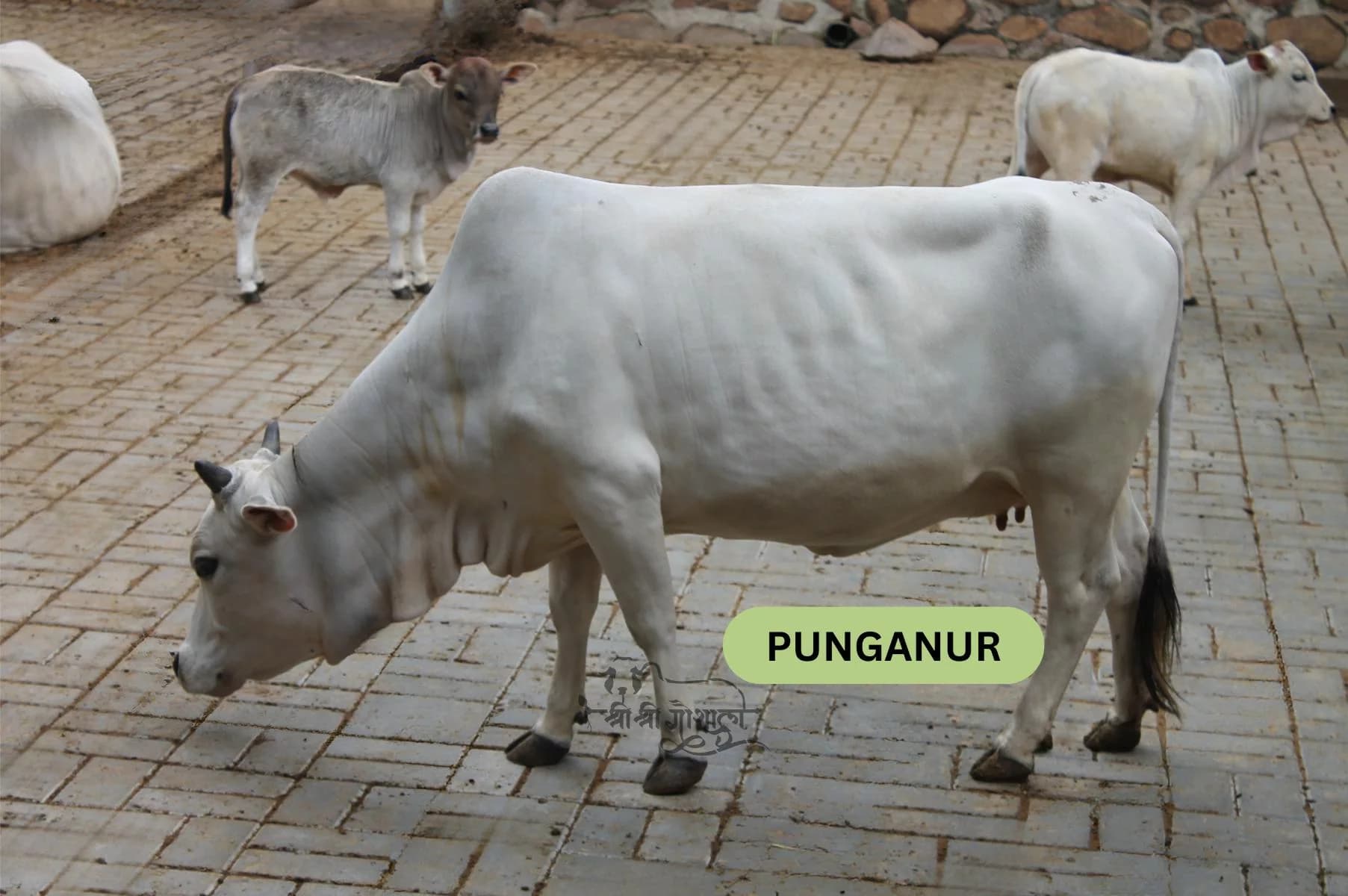 Punganur