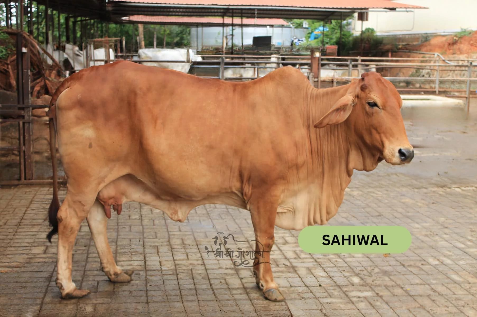 Sahiwal
