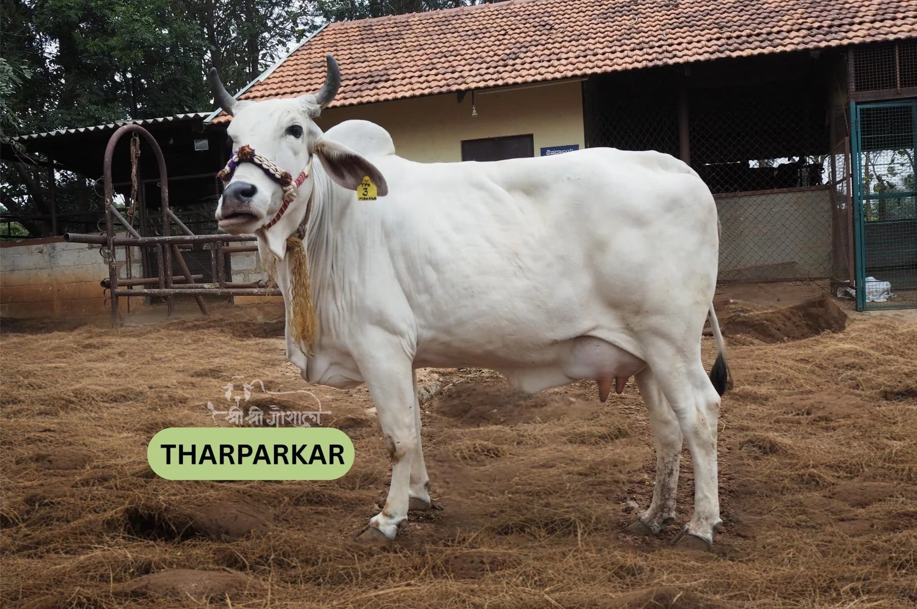Tharparkar