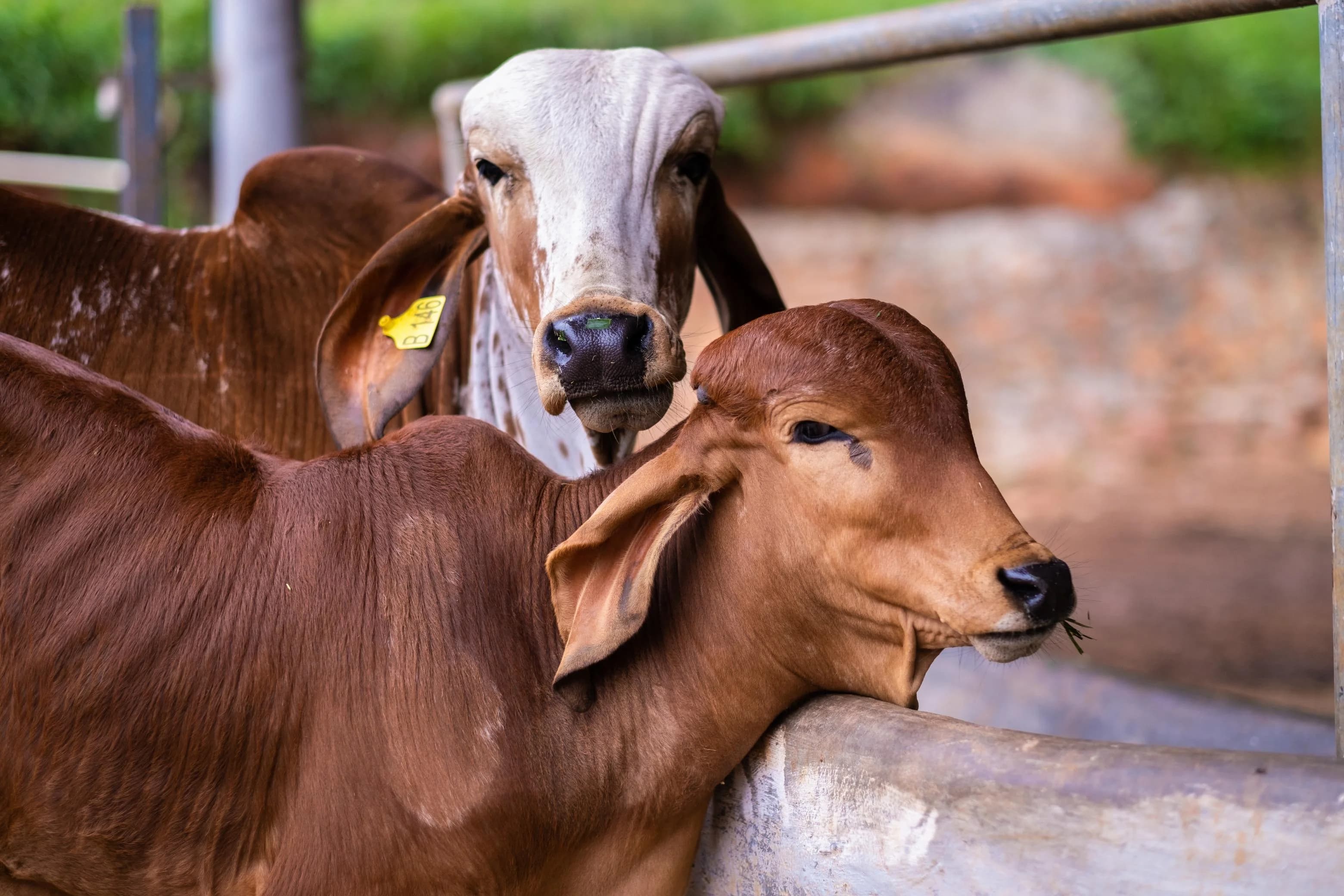 Caring for the cows